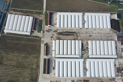 上海廊下 探索“亩产英雄”新模式，助力菇农迈向共同富裕