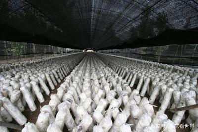 无公害绿色食用菌生产技术 守护舌尖上的安全与健康